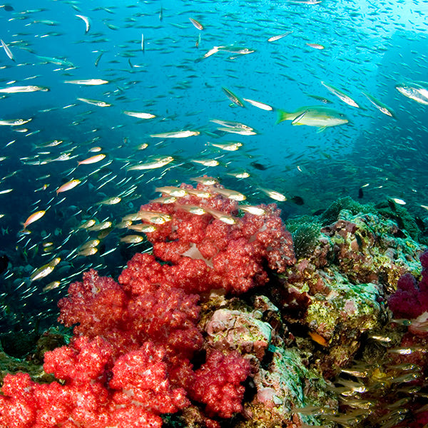 LIVEABOARD - 4 days/ 3 nights - M/V BAVARIA  - Koh Bon, Tachai, Koh Surin, Richelieu Rock (max 13 dives)
