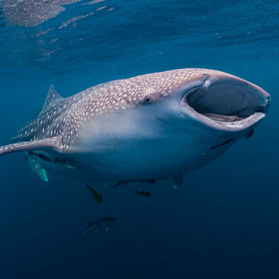 LIVEABOARD - 4 days/ 3 nights - M/V BAVARIA  - Koh Bon, Tachai, Koh Surin, Richelieu Rock (max 13 dives)