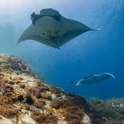 LIVEABOARD - 5 days/ 4 nights - M/V BAVARIA - Koh Haa, Hin Daeng, Hin Muang, Phi Phi, Shark Point (max 14 dives)