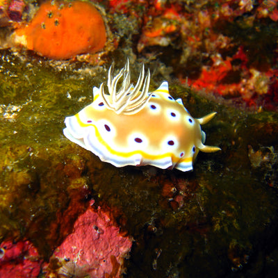 LIVEABOARD - 11 days/ 10 nights - M/V BAVARIA - Koh Haa, Hin Daeng, Hin Muang, Phi Phi, Similan, Koh Bon, Koh Tachai, Koh Surin, Richelieu Rock (max 35 dives)