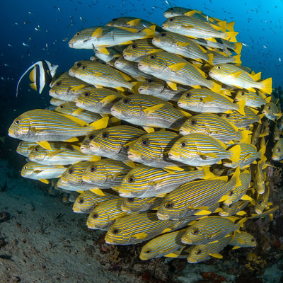 LIVEABOARD - 5 days/ 4 nights - M/V BAVARIA - Koh Haa, Hin Daeng, Hin Muang, Phi Phi, Shark Point (max 14 dives)