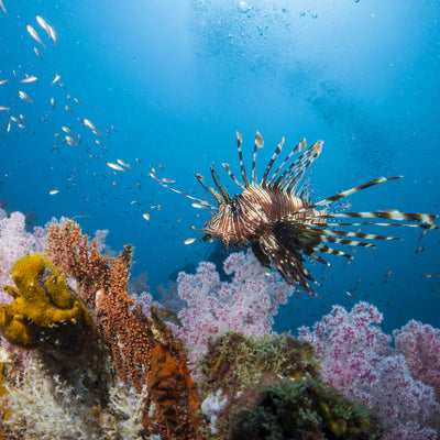 LIVEABOARD - 5 days/ 4 nights - M/V BAVARIA - Koh Haa, Hin Daeng, Hin Muang, Phi Phi, Shark Point (max 14 dives)