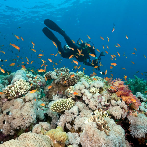 LIVEABOARD - 11 days/ 10 nights - M/V BAVARIA - Koh Haa, Hin Daeng, Hin Muang, Phi Phi, Similan, Koh Bon, Koh Tachai, Koh Surin, Richelieu Rock (max 35 dives)