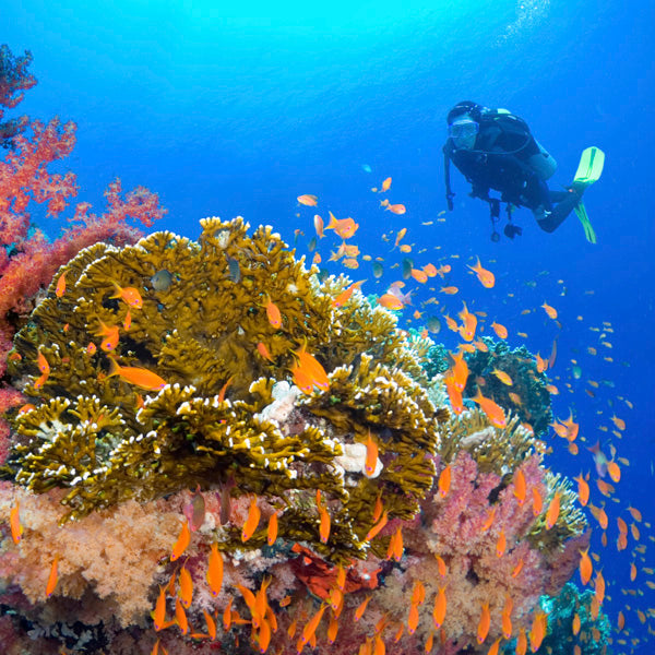 LIVEABOARD - 5 days/ 4 nights - M/V BAVARIA - Koh Haa, Hin Daeng, Hin Muang, Phi Phi, Shark Point (max 14 dives)